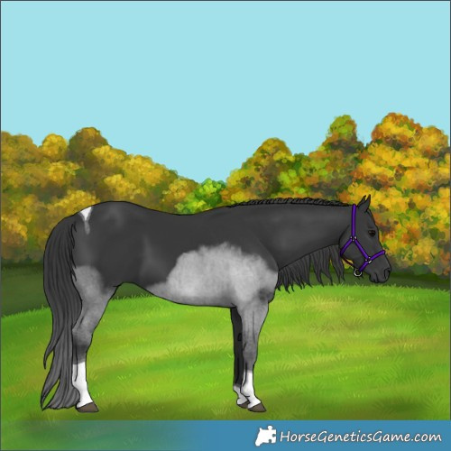 Horse Color:Black Tobiano