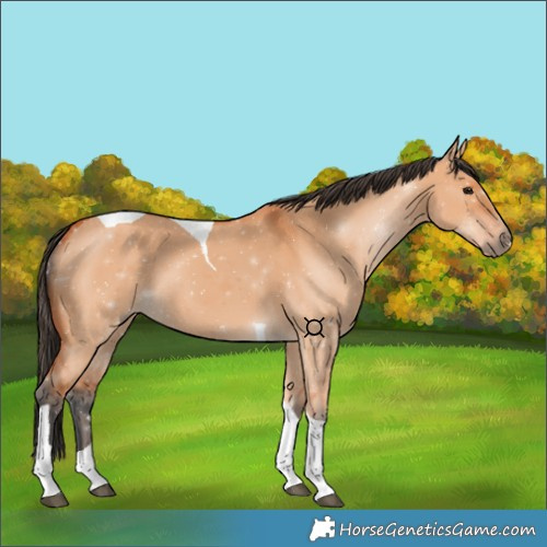 Horse Color:Bay Dun Tobiano 
