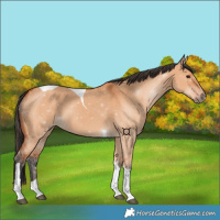 Horse Color:Bay Dun Tobiano