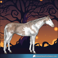 Horse Color:Silver Black Splash Tobiano 
