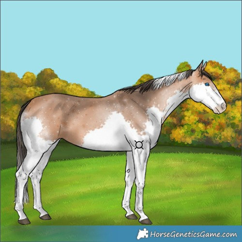Horse Color:Bay Splash Tobiano 