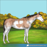 Horse Color:Bay Splash