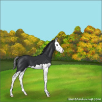 Horse Color:Black Splash