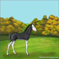 Horse Color:Black Splash 