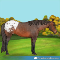 Horse Color:Brown Appaloosa 