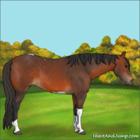 Horse Color:Bay Tobiano 