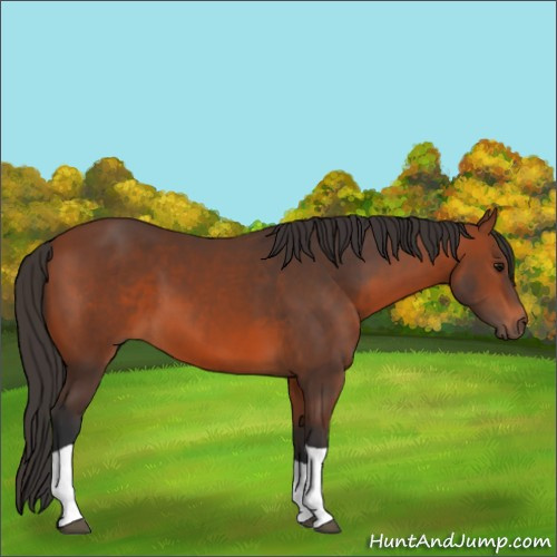 Horse Color:Bay Tobiano 