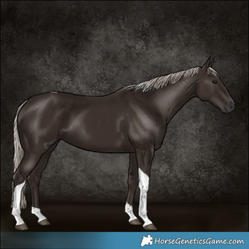 Horse Color:Gray Silver Black Tobiano