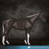 Horse Color:Gray Silver Black Tobiano 