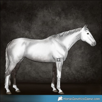 Horse Color:Gray Silver Black Tobiano 