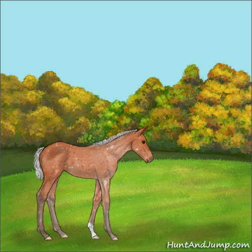 Horse Color:Silver Bay 