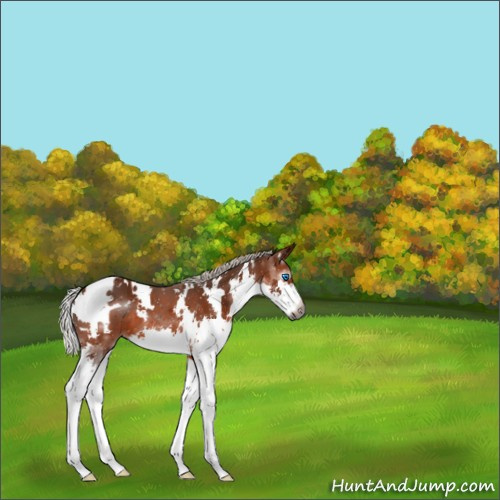 Horse Color:Gray White Spotted Silver Bay Splash 
