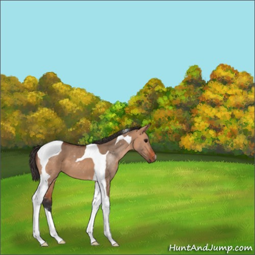 Horse Color:Bay Dun Tobiano 