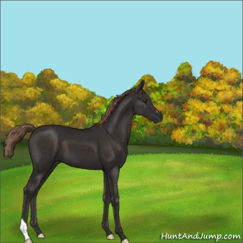 Horse Color:Liver Chestnut 