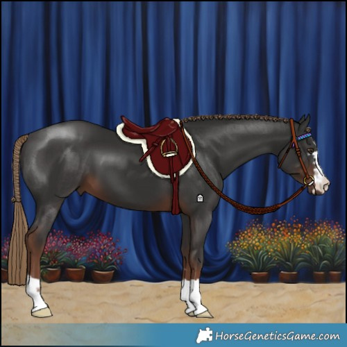 Horse Color:Liver Chestnut 