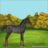 Horse Color:Liver Chestnut Rabicano 