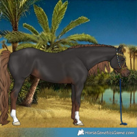 Horse Color:Liver Chestnut