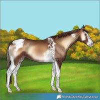 Horse Color:Red Onyx Splash Tobiano 