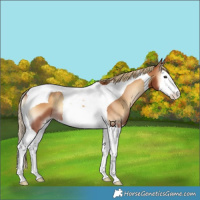 Horse Color:Red Onyx Splash Tobiano 