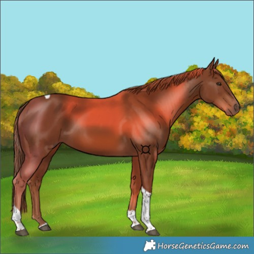 Horse Color:Chestnut Tobiano 