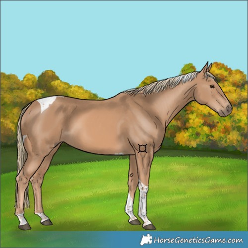 Horse Color:Chestnut Mushroom Tobiano 