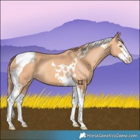 Horse Color:Gold Champagne Splash Tobiano 