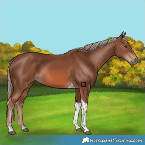Horse Color:Chestnut Mushroom Tobiano 