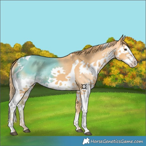 Horse Color:Chestnut Splash Tobiano 