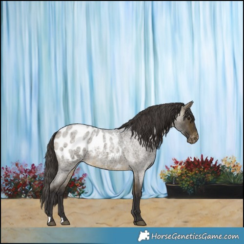 Horse Color:Buckskin Roan Appaloosa 