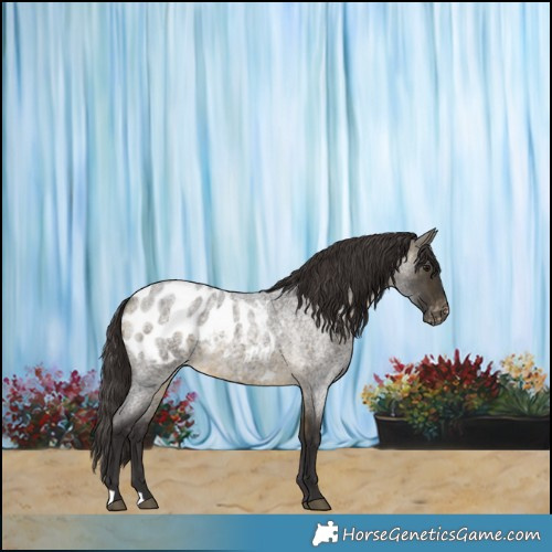 Horse Color:Buckskin Roan Appaloosa
