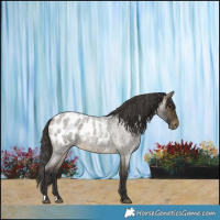 Horse Color:Buckskin Roan Blanket 