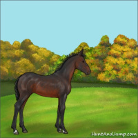 Horse Color:Brown 