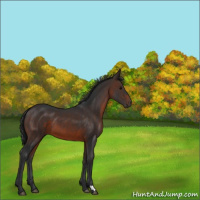 Horse Color:Brown 