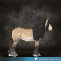Horse Color:Buckskin Dun 