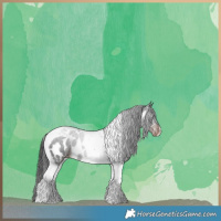 Horse Color:Liver Chestnut Tobiano Appaloosa