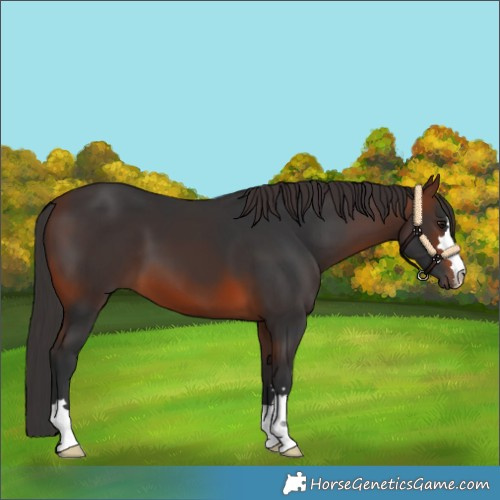 Horse Color:Brown 