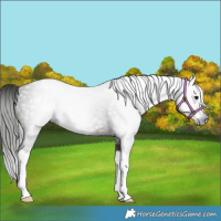 Horse Color:Gray Bay Splash