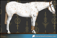 Horse Color:Buckskin Splash Appaloosa 
