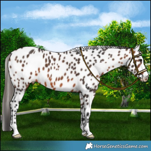 Horse Color:Brown Appaloosa
