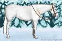Horse Color:Cremello Splash Tobiano