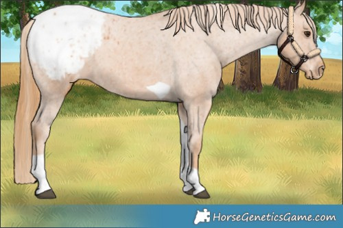 Horse Color:Chestnut Tobiano Appaloosa 