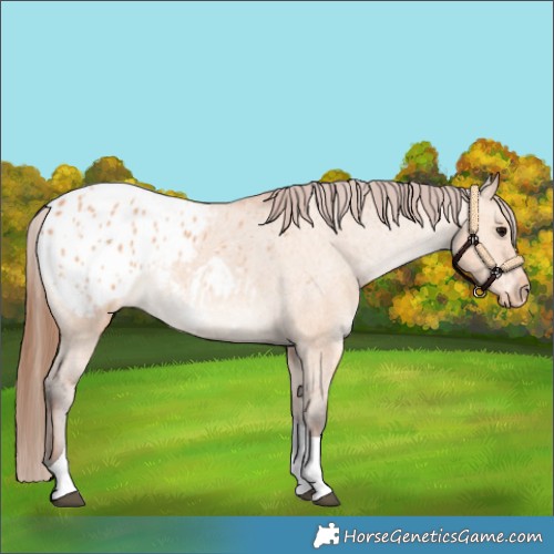 Horse Color:Bay Dun Tobiano Appaloosa