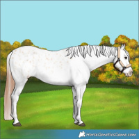 Horse Color:Bay Dun Tobiano Blanket 