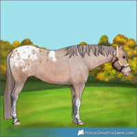 Horse Color:Bay Sabino Tobiano Blanket