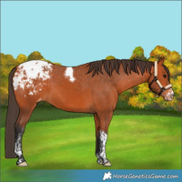 Horse Color:Bay Sabino Tobiano Appaloosa 