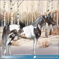 Horse Color:White Spotted Brown Tobiano