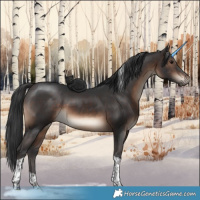 Horse Color:Brown Tobiano