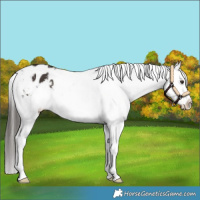 Horse Color:Liver Chestnut Appaloosa 