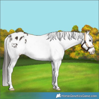 Horse Color:Liver Chestnut Appaloosa 