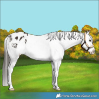 Horse Color:Liver Chestnut Blanket 